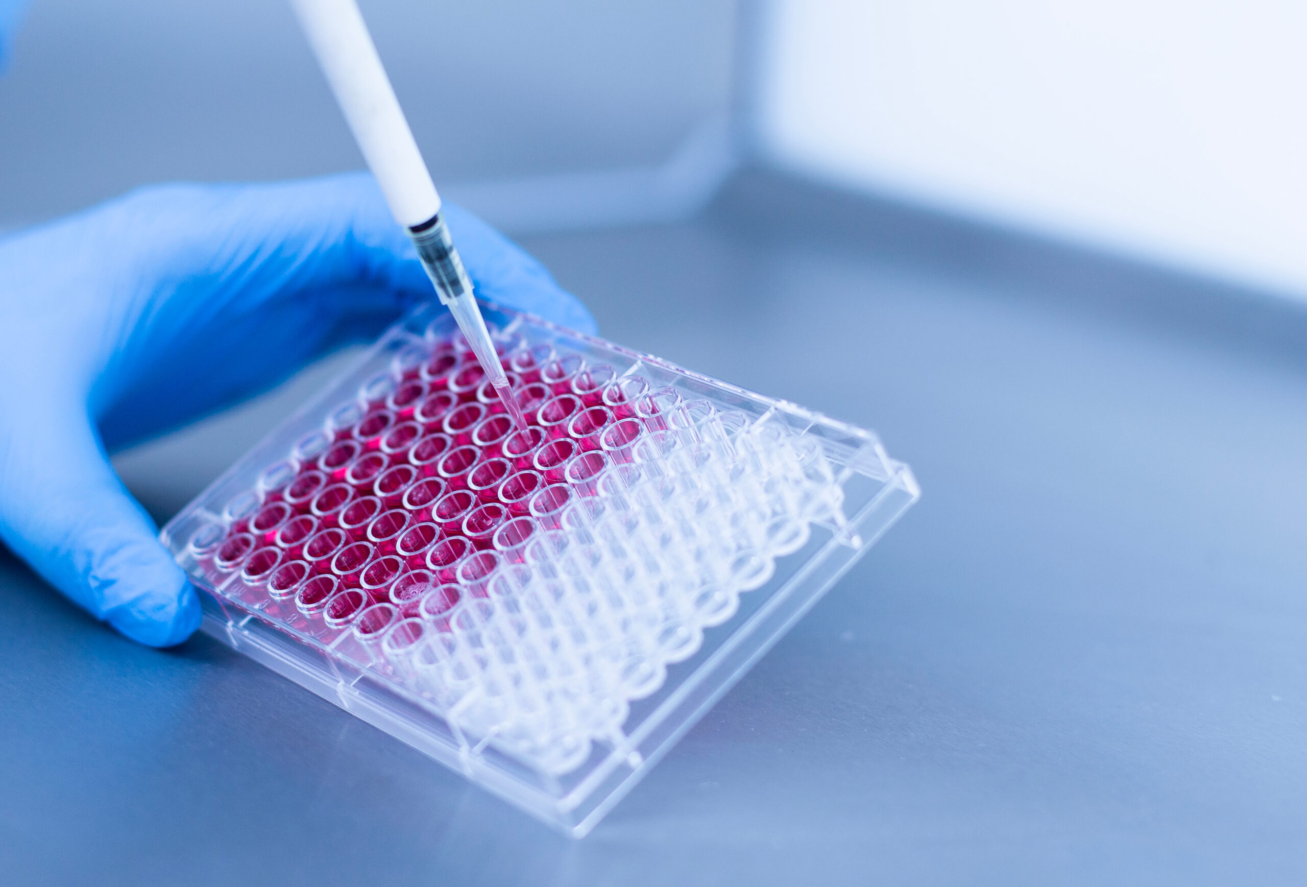 A gloved hand uses a pipette to dispense liquid into a clear 96-well plate containing red solution, on a stainless steel laboratory surface.